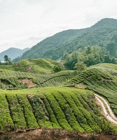 Cameron Highlands in Maleisië